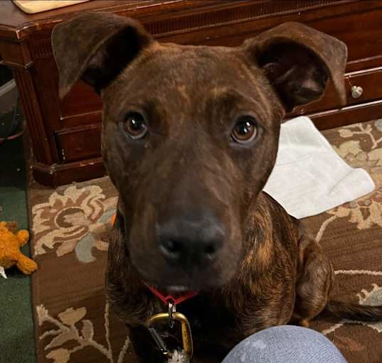 Photo of Chip