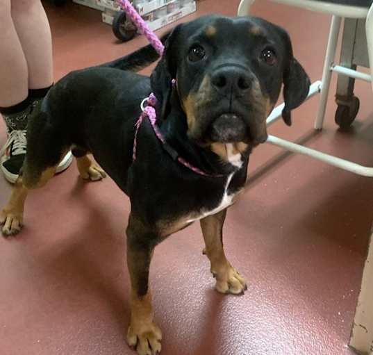 Photo of Brisco