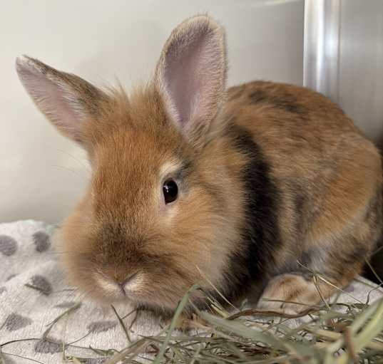 Photo of Caramel