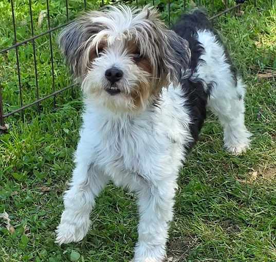 Photo of Pepper