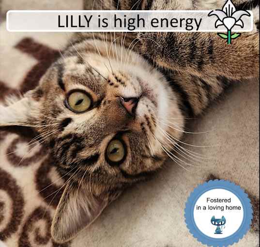 Photo of Lilly
