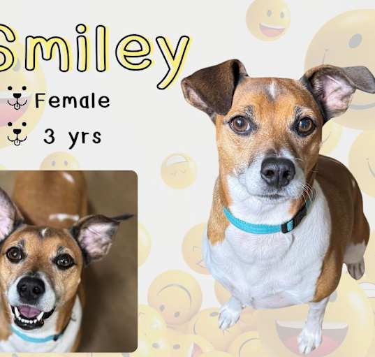 Photo of Smiley