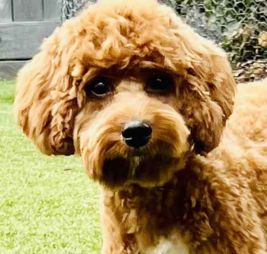 Photo of Augie