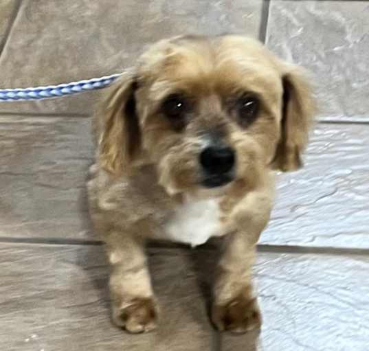 Photo of Winston