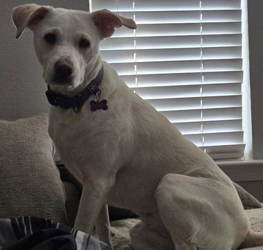Photo of Pearl