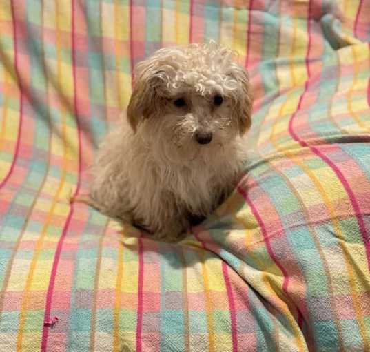 Photo of Maltipoo