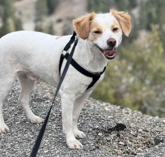Photo of Max