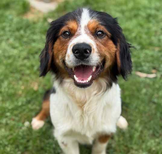 Photo of Gunner (1709 LA Prexy)
