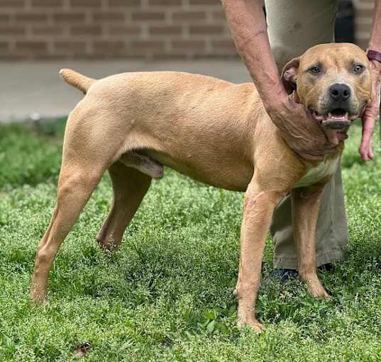 Photo of Charlie (3205 south willow)