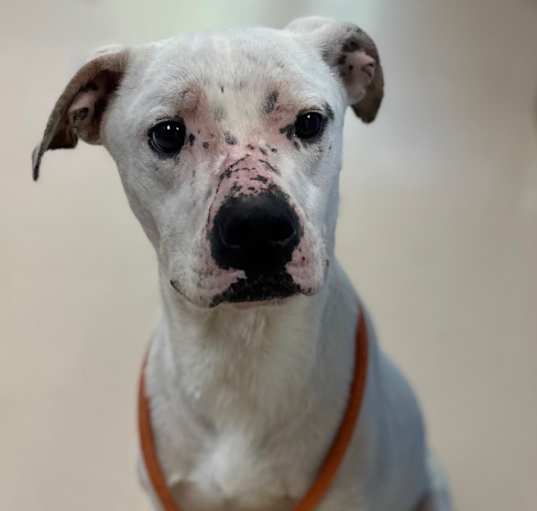 Photo of Gambit (Townsend park and Hill)