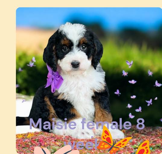 Photo of Maisie