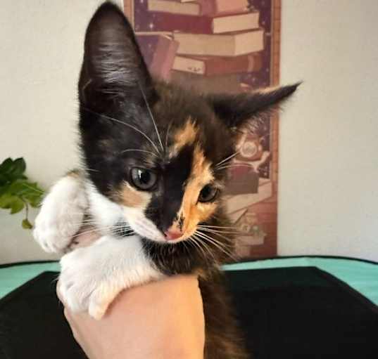 Photo of Vexelle