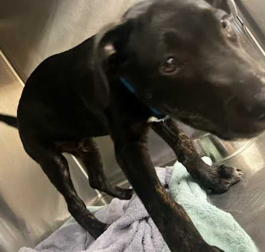 Photo of SCOOBY