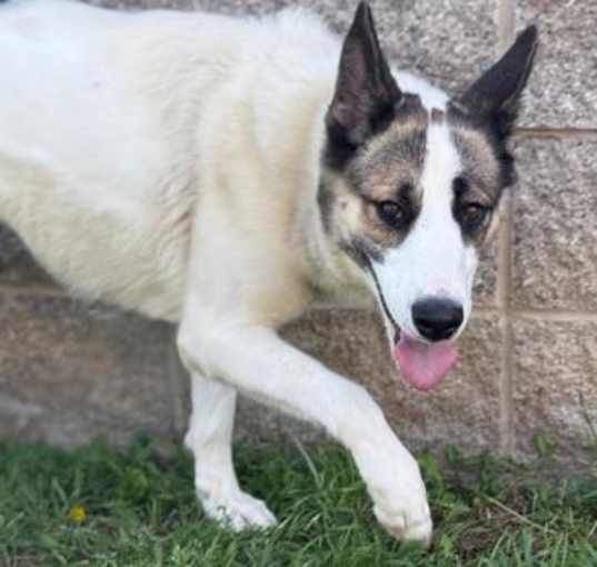 Photo of Alita