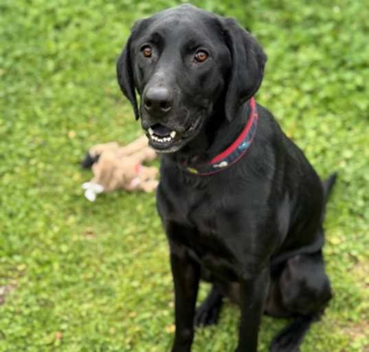 Photo of Louie