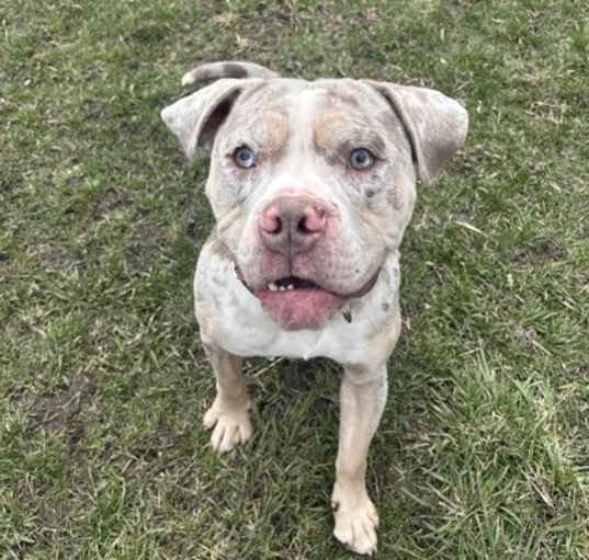 Photo of Otis