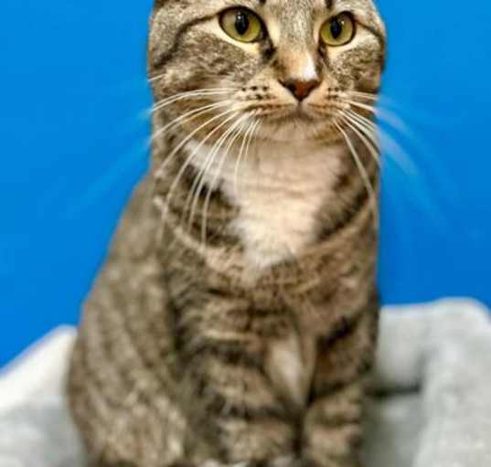 Photo of Slink - PetSmart West Berlin