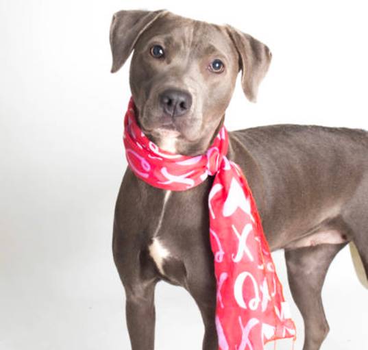 Photo of Jade - Available in Foster