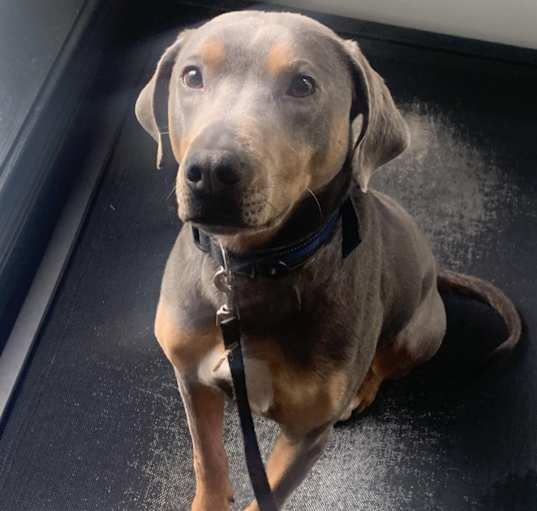 Photo of Ziggy