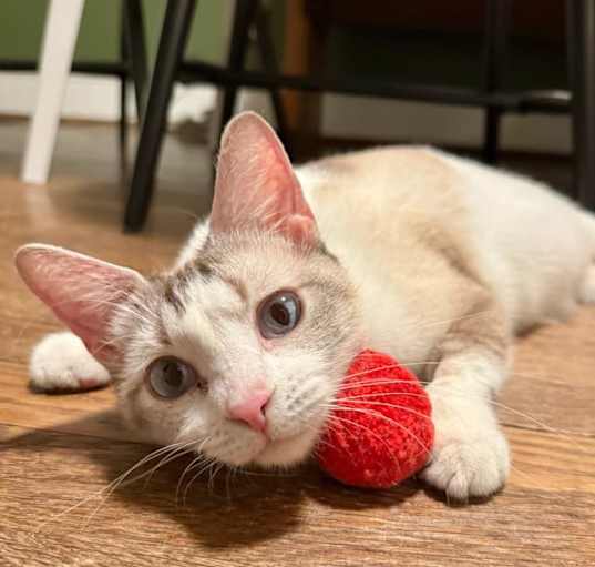 Photo of Pear