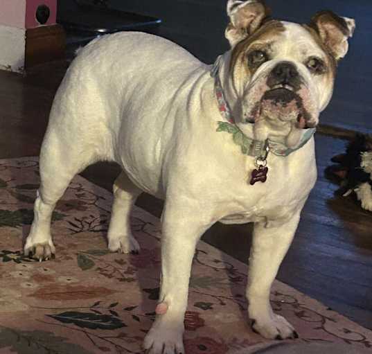 Photo of Lucy (pending medical)