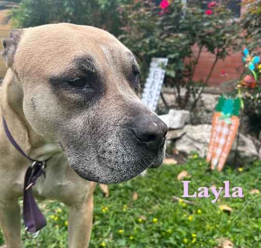 Photo of Layla