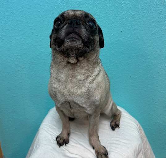 Photo of Henrietta