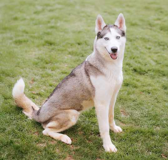 Photo of Aurora