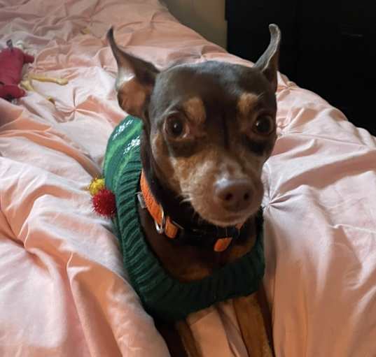 Photo of Archie