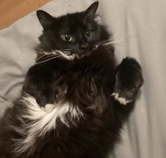Photo of Bonnie