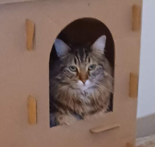 Photo of Lilly