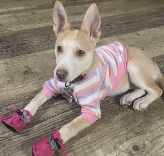 Photo of Remi/ Auburn
