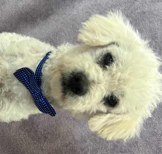 Photo of Scotty