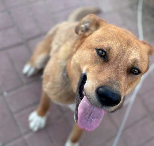 Photo of Bruno