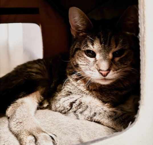 Photo of Misty