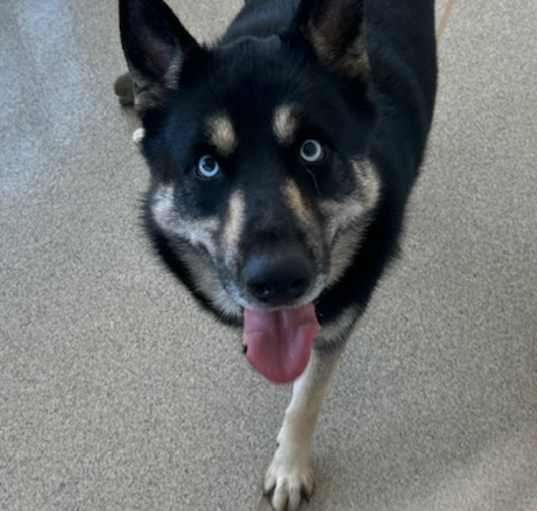 Photo of Toby