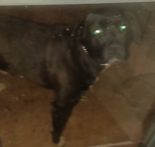 Photo of Percy