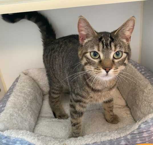 Photo of Gretel (Foster Cat)