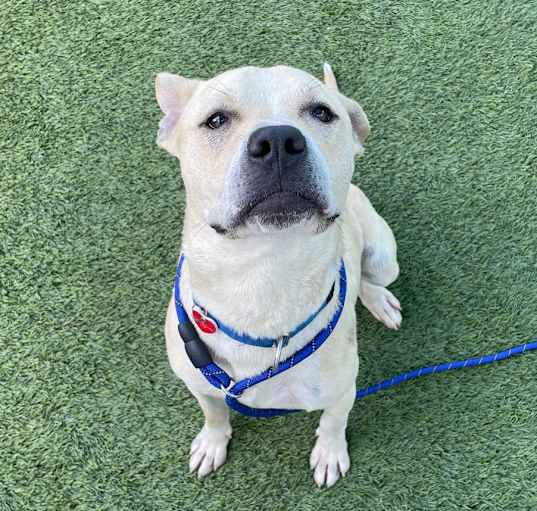 Photo of Sarge A2186540