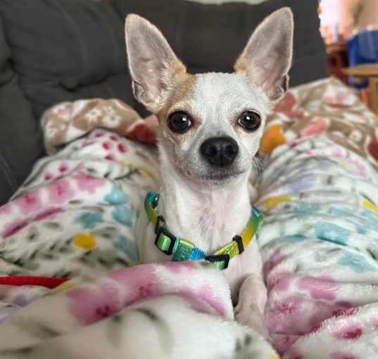 Photo of Chopper