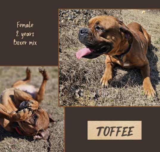 Photo of Toffee