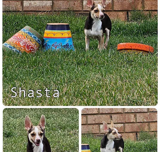 Photo of Shasta