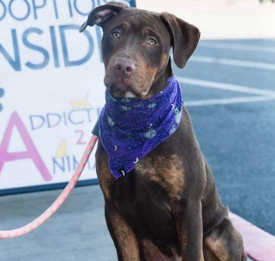 Photo of Dozer