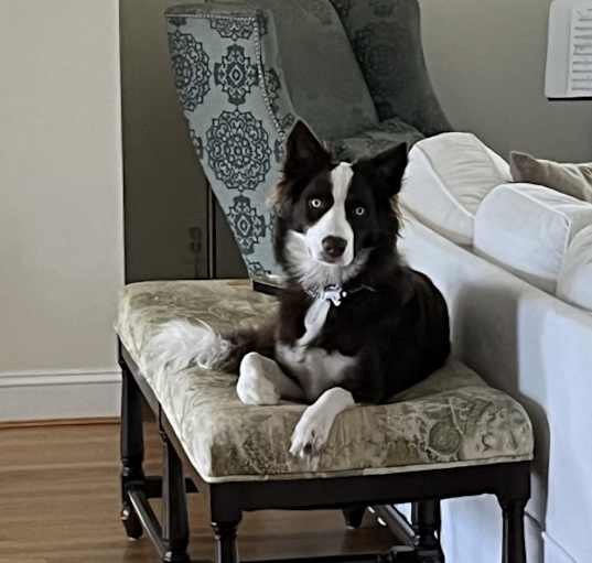 Photo of Atticus