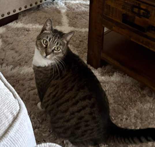 Photo of Tom Cat