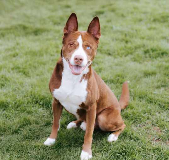 Photo of Koda