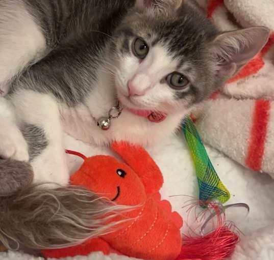 Photo of Lola