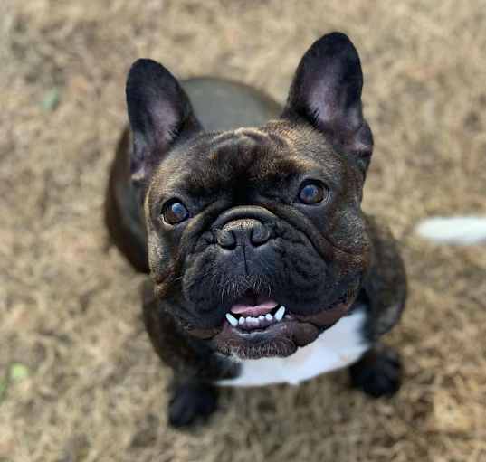 Photo of Phoebe