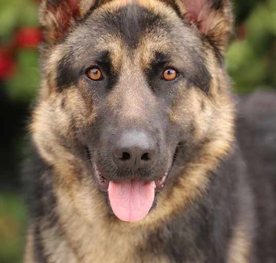 Photo of Cody von Castell