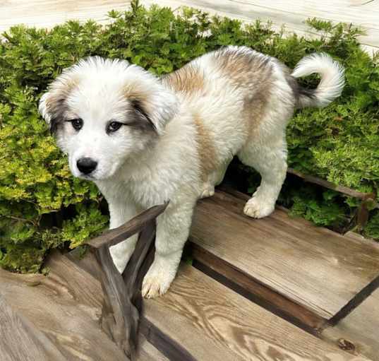 Photo of Bodhi